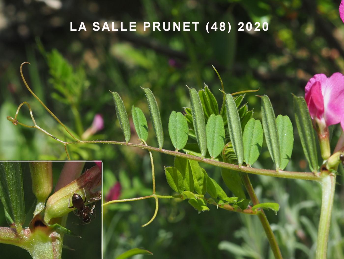 Vetch, Narrow-leaved leaf